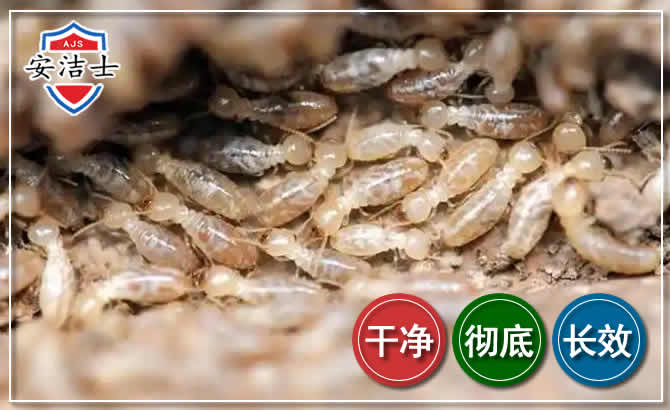 诸暨白蚁防治