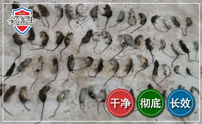 诸暨鼠害防治-灭鼠