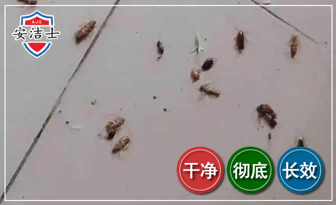 诸暨蟑螂防治-灭蟑螂