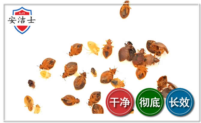 诸暨臭虫防治-消灭臭虫